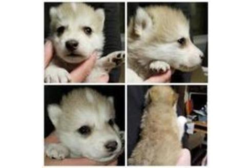 成約済の北海道のその他の犬種-45160の2枚目